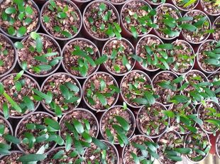 圆头麻脸和尚油匠绿植子兰小苗短叶盆栽精品元宝座高档