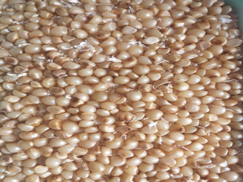 君子兰种子宽叶花脸坑纹圆花保真