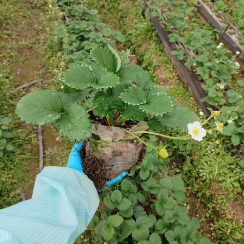 草莓苗带土玄玉隋珠真红可食用南北方阳台种植新苗秧