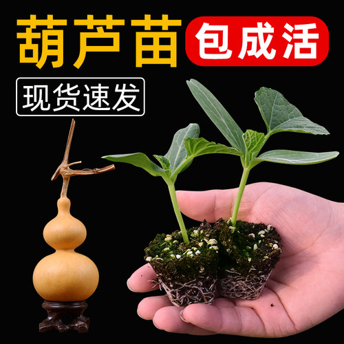 葫芦苗【包成活】葫芦之乡发货