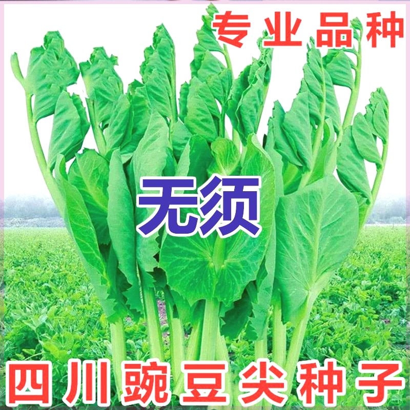 无须豌豆苗种子特大豌豆尖水培荷兰豆芽苗菜春秋冬四季播蔬菜种子