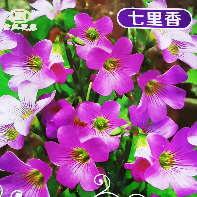 七里香种子驱蚊香草四季可播易种室外室内阳台盆栽花卉花籽花种子