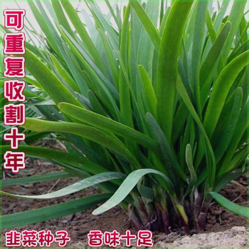 四季韭菜种子紫红根韭菜白跟阳台盆栽蔬菜种籽细叶大宽叶特香大棚
