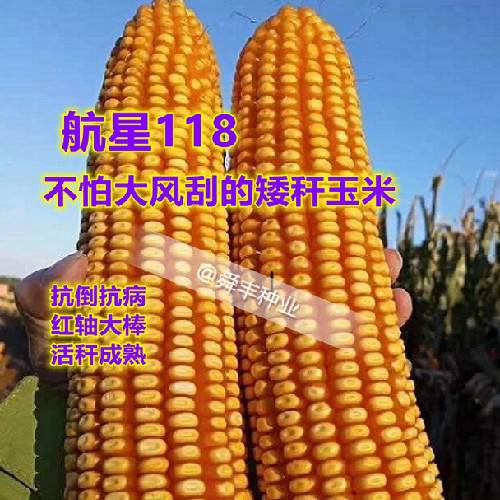 高产玉米种子大全红轴大棒抗旱品种矮秆抗倒活秆杂交航星118
