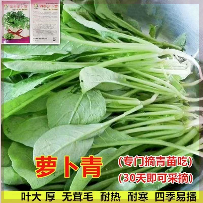 萝卜苗种子专吃萝卜青苗种籽芽苗菜四季青菜籽阳台盆栽蔬菜种孑籽