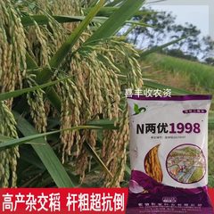 正品优质水稻种子 N两优1998 Y两优水稻杂交稻谷种子农田抗倒高产