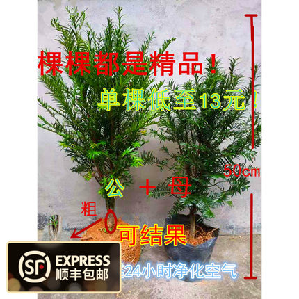 正宗南方红豆杉树苗结果盆栽四季常青室内外净化空气包邮