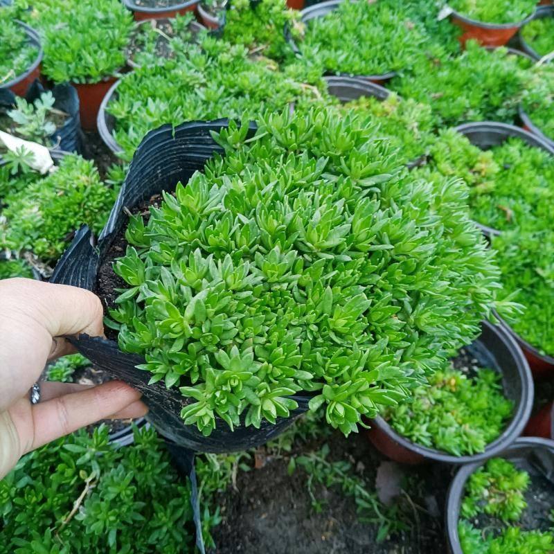 可食用垂盆草盆栽中药材苗室内外好养绿植物四季常青降糖草包成活