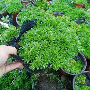 可食用垂盆草盆栽中药材苗室内外好养绿植物四季 常青降糖草包成活