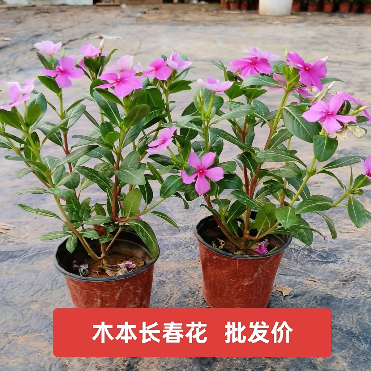 多年生木本长春花盆栽天天开五叶桌面绿植