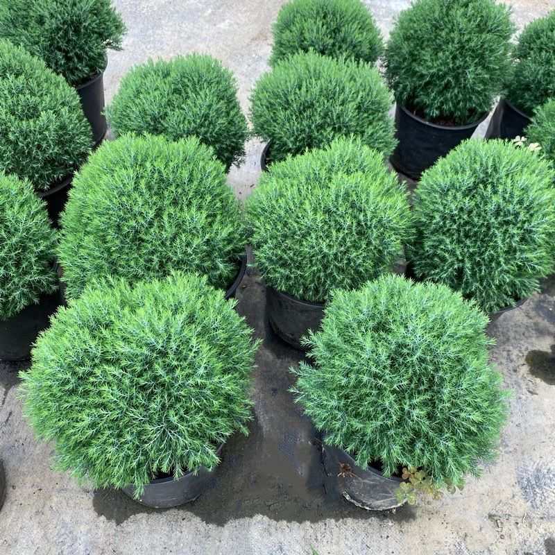 皮球松柏球柏雾松盆栽植物四季常青好耐寒阳台室外花镜球类植物图片