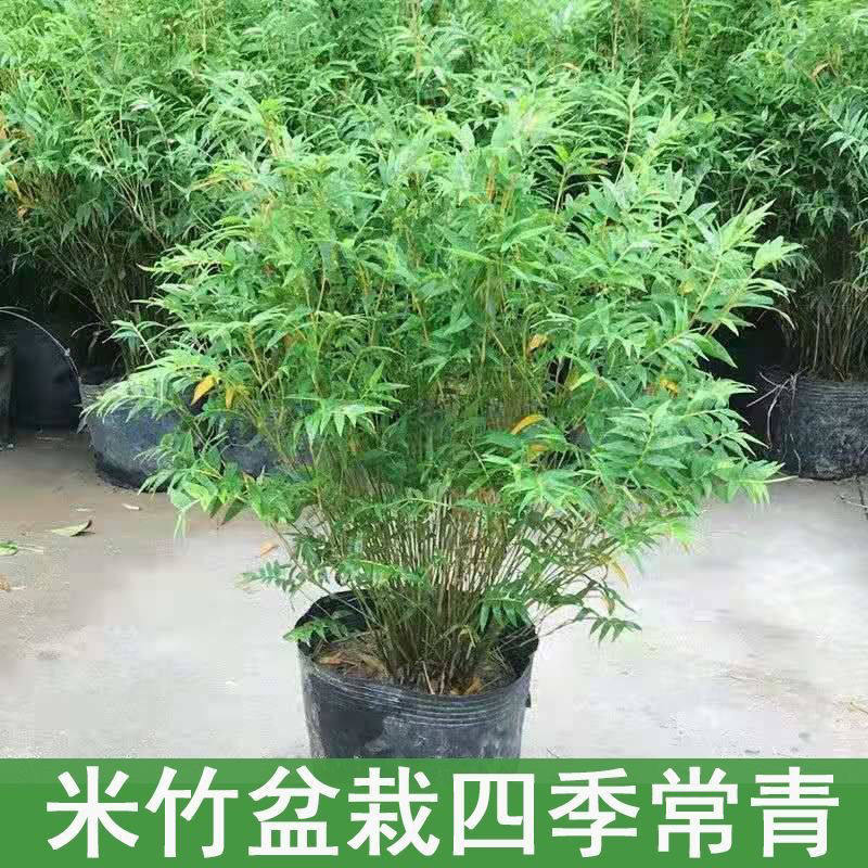 米竹盆栽盆景长不高的竹子四季常青植物矮竹耐严寒耐高温四季常青