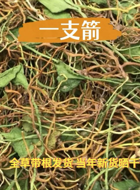 一支箭中药材新货晒干一支箭 一只箭 瓶尔小草 100克包邮