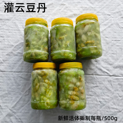 连云港特产灌云豆丹虫食用新鲜青虫高蛋白低脂野味小吃冷冻豆丹肉