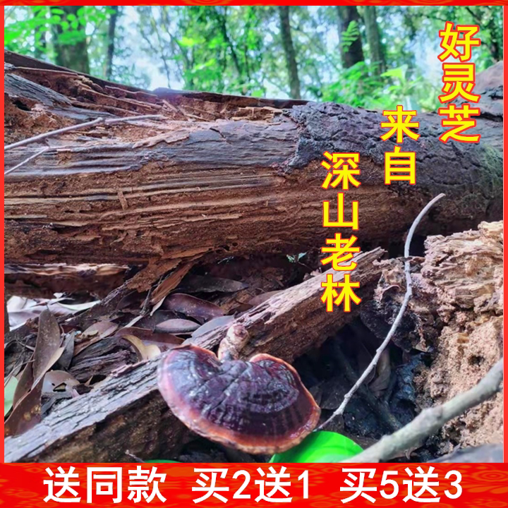 特级福建土楼森林生长灵芝深山天然紫灵芝整枝泡酒炖汤养生茶