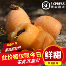 包邮 云南蒙自甜枇杷当季 树上熟现摘新鲜长虹琵琶水果3斤5斤