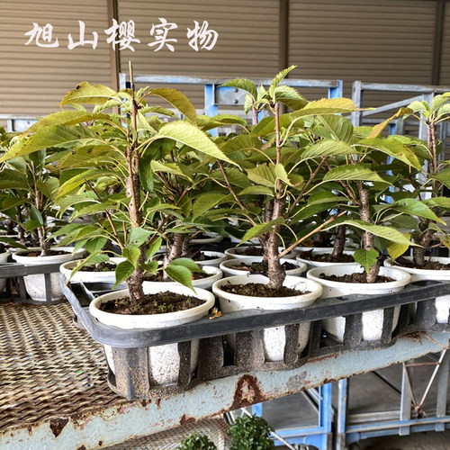 日本樱花盆景实物拍摄富士樱旭山