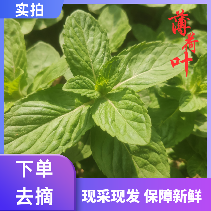 现摘薄荷叶新鲜食用泡水调酒鸡尾酒商用奶茶原料兰香薄荷叶子包邮 水产肉类/新鲜蔬果/熟食 薄荷叶 原图主图