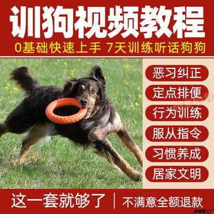 全套狗狗行为入门训狗零基础视频教程教学训练训犬课程恶习纠正