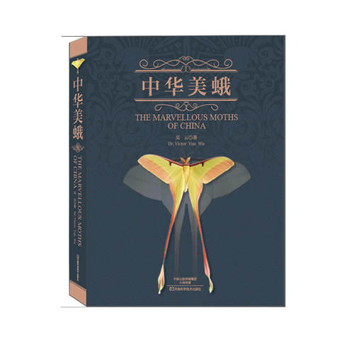 中华美蛾