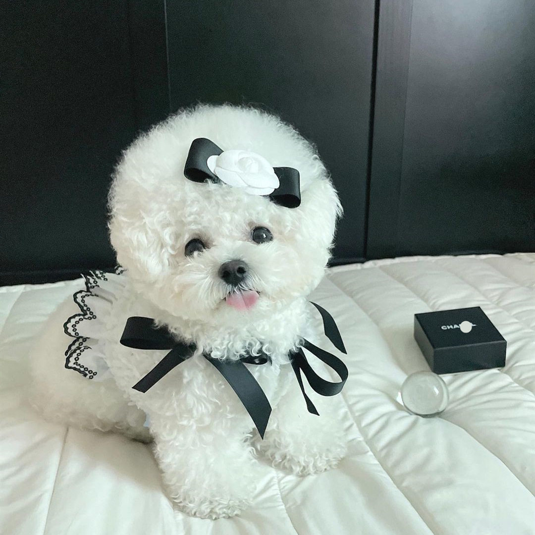INS新款韩国小香风吊带裙狗狗猫咪 绣花短款绑带宠物衣服狗狗服饰