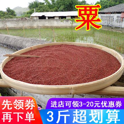 广西特产鸭脚粟龙爪粟拳头粟米粒红稗红小米粉粥五谷杂粮粟面粟粥