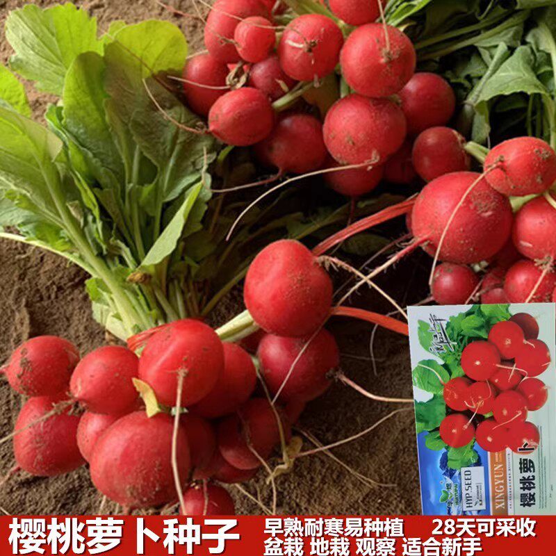 四川樱桃萝卜种子四季播耐寒热
