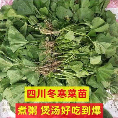 四川冬寒菜秧苗马蹄菜种子