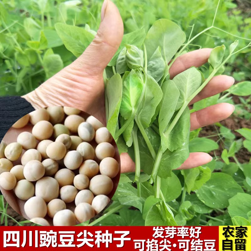 四川农家自留豌豆专掐嫩尖可结豆青豌...