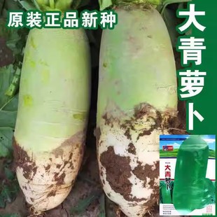 河南青水果萝卜种子青绿色罗卜种籽清脆生吃秋播农家菜园蔬菜种孑