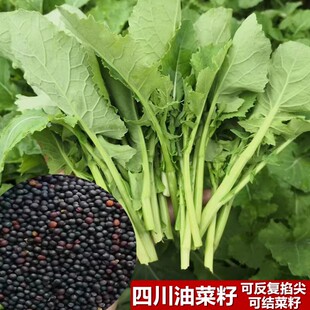 四川自留油菜苔种子农家专掐菜心油菜薹菜尖青油菜苔顶楼小院庭院