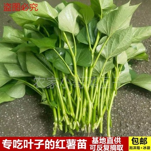 四川红薯秧苗种苗新鲜专吃叶尖红苕苗地瓜叶番薯藤活苗高产种子