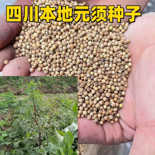 四川本地红杆元须种子自留香菜种籽老品种芫荽籽香味浓郁调料种子