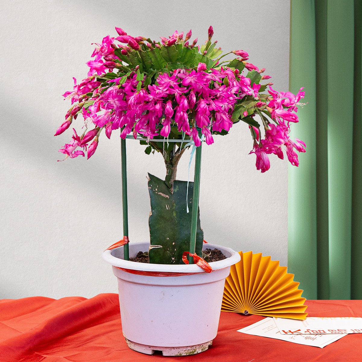 蟹爪兰花卉盆栽阳台观花植物室内花蟹爪兰带花苞水培四季开花不断