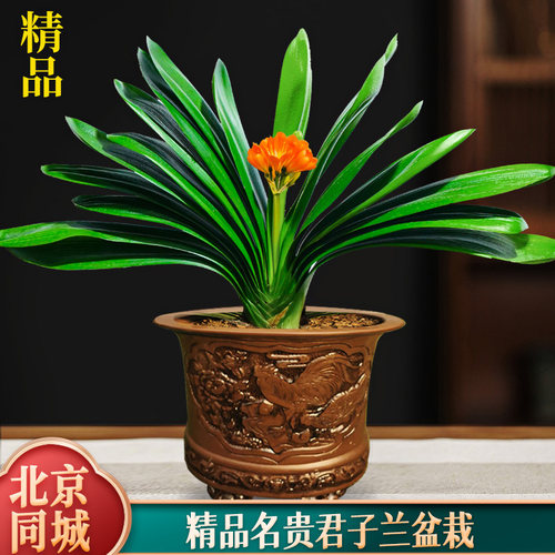 【推荐】高档带花北京同城君子兰