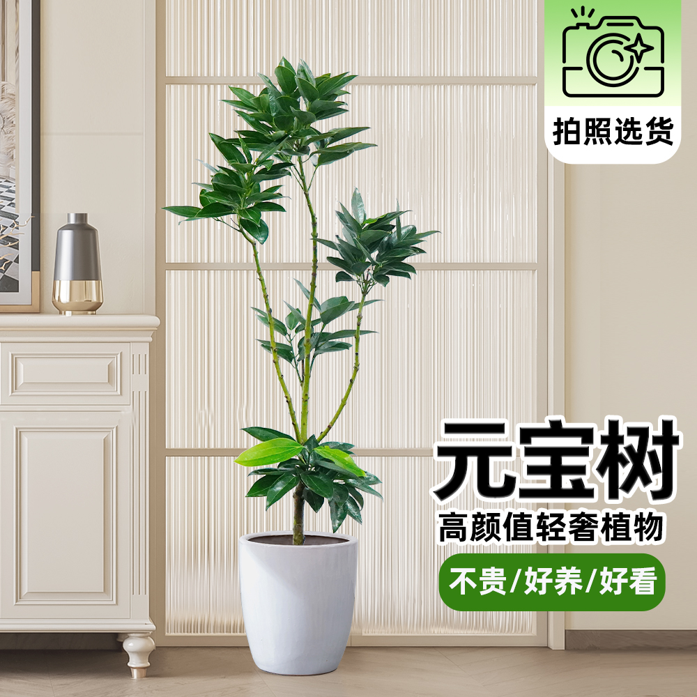 造型老桩平安树绿植办公室客厅树