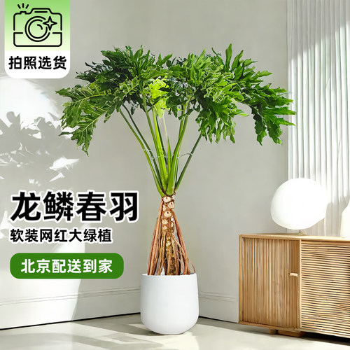 龙鳞春羽老桩盆栽室内办公客厅落地式大型绿植大号春雨植物送北京