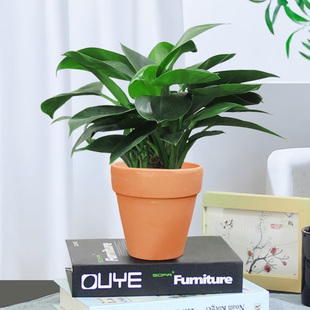 金钻盆栽植物绿萝箩水培绿植四季 常青桌面办公室内好养活只送北京