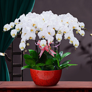 白色蝴蝶兰盆栽带花12株特级兰花真花中秋国庆花卉年宵花开花同城