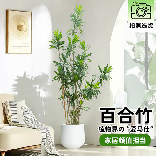植物大绿植花卉室内百合竹办公室