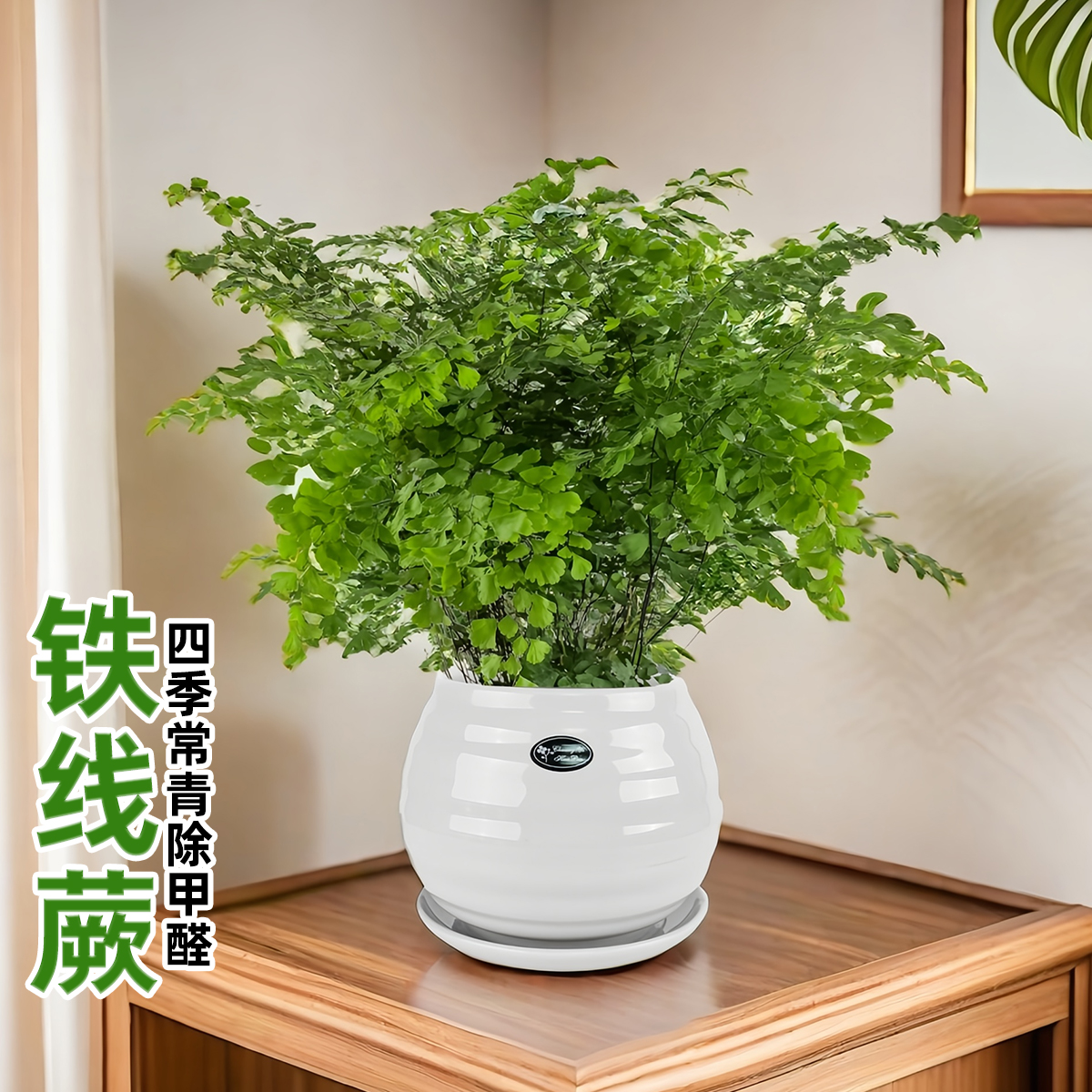 精品铁线蕨盆栽室内耐阴铁丝草办公桌阳台常绿观叶绿植防辐射易活