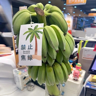 【网红版焦绿系列】整串香蕉办公室水培观赏食用带杆禁止焦绿水果