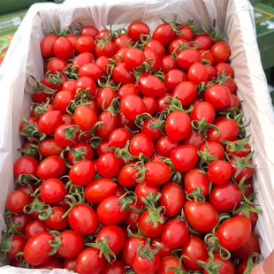 广西农家自种【圣女果】小番茄酸甜可口新鲜当季泡沫箱装现摘现发