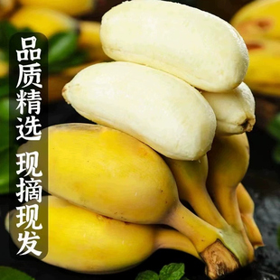 正宗【广西小米蕉】广西自然熟现摘孕妇当季新鲜水果小米蕉好吃