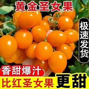 广西农家自种【黄金圣女果】小番茄酸甜可口新鲜当季泡沫箱装现发