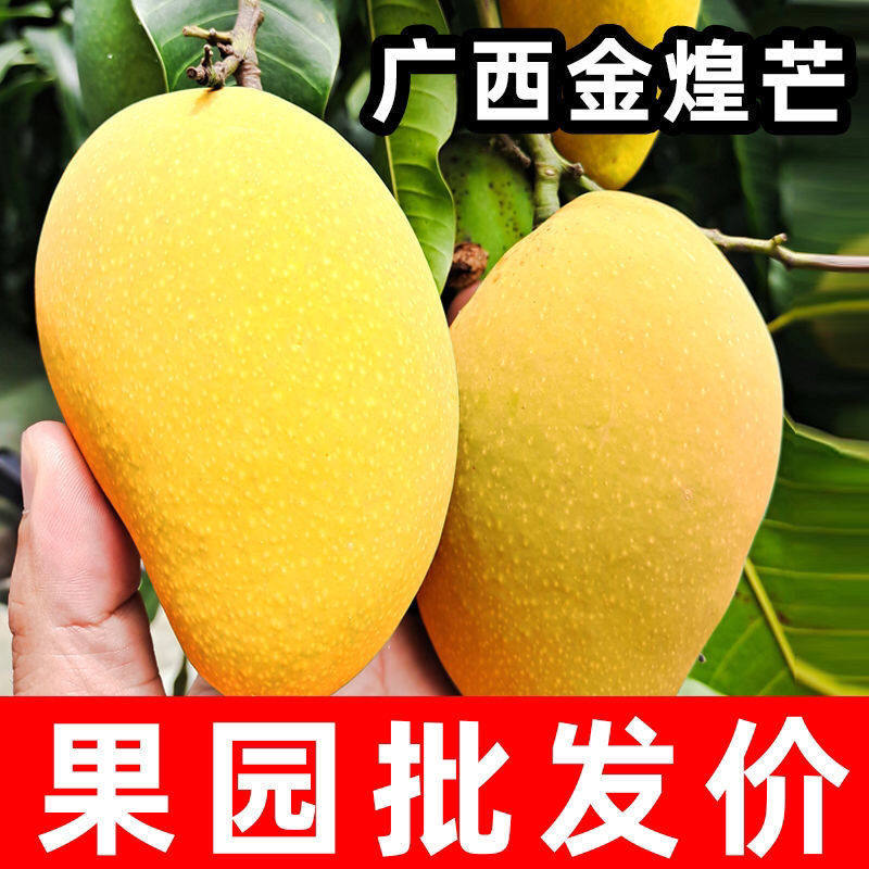 2026当季【金煌芒】正宗广西百色特色芒果产地直发现摘现发大个甜