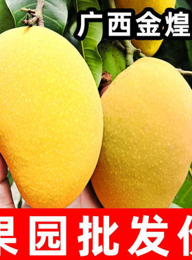 2026当季【金煌芒】正宗广西百色特色芒果产地直发现摘现发大个甜