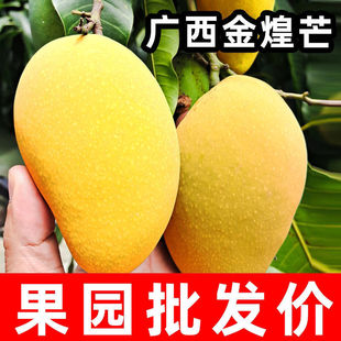 2026当季【金煌芒】正宗广西百色特色芒果产地直发现摘现发大个甜