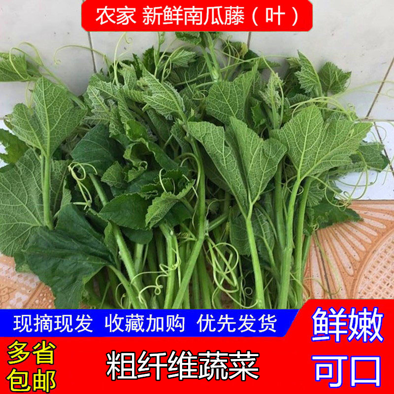 现货农家新鲜南瓜藤叶尖现摘低脂时令蔬菜南瓜梗南瓜尖南瓜叶包邮