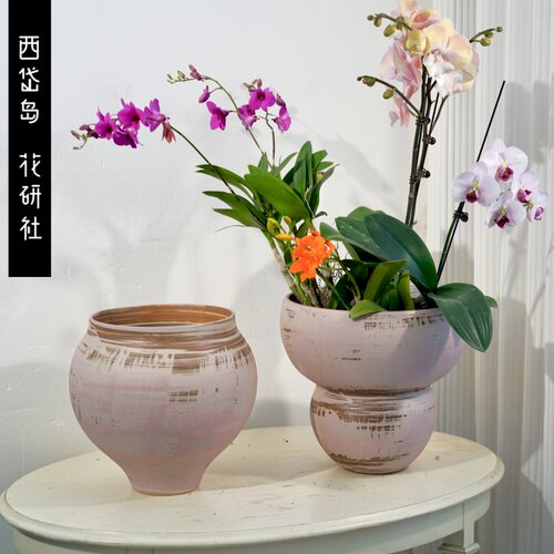 景德镇花盆蝴蝶兰植物年宵花粉色系轻奢新中式敞口粗陶瓷花器